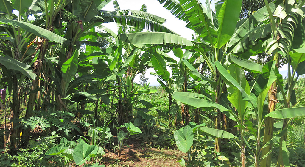 Banana farming systems in Burundi, photo by Beatrice Ekesa