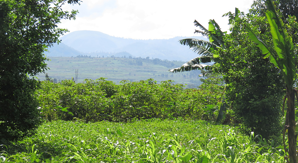 Banana farming systems in Central Uganda, photo by Beatrice Ekesa