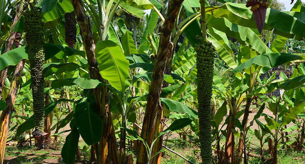 Banana in the Philippines, photo Sijun Zheng