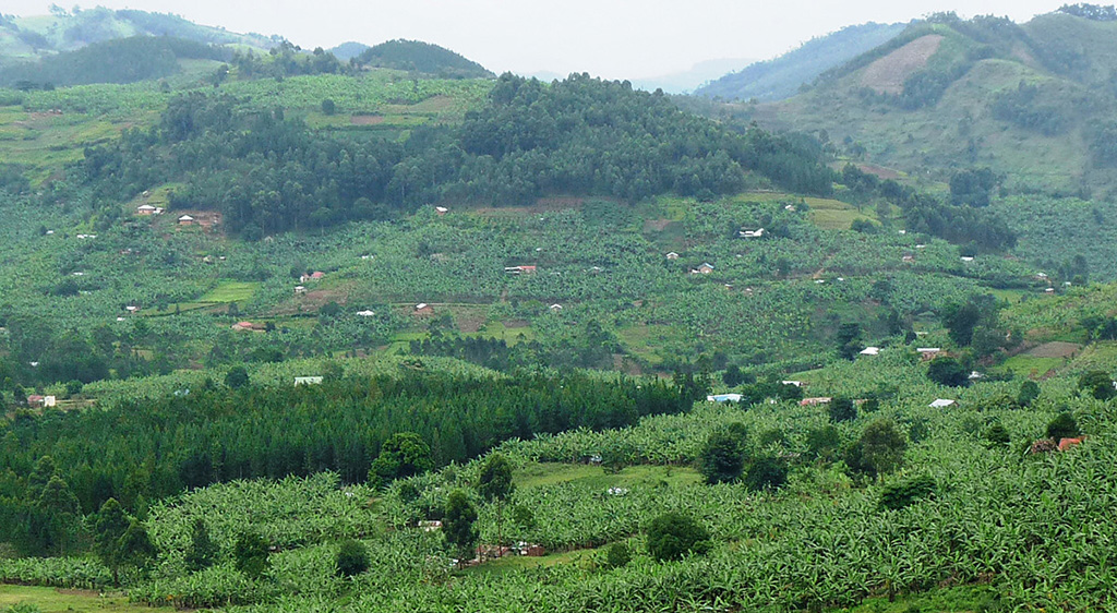 Bushenyi district banana landscape, photo by Pascale Lepoint