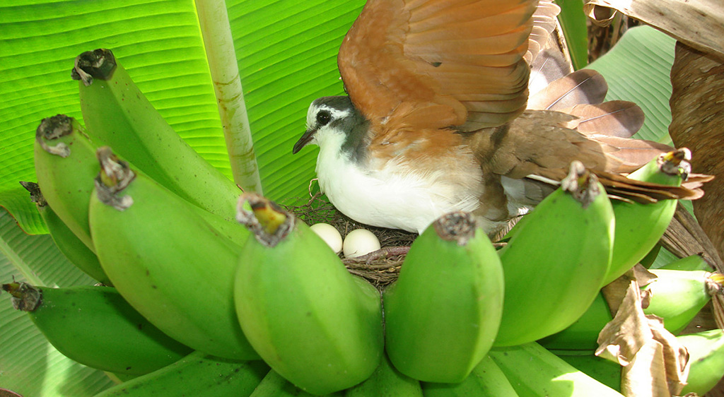 Dove nest, photo by Guy Blomme