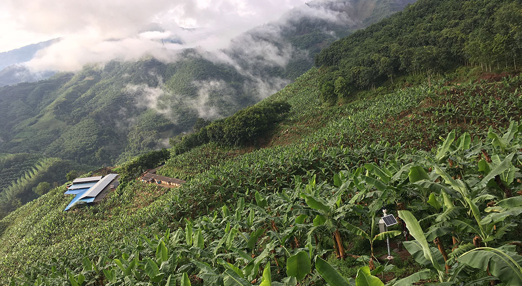 Livestock banana plantation in China, photo by Sijun Zheng