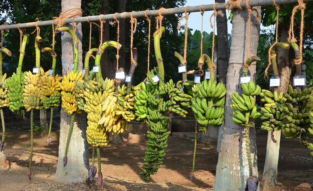 Bananas at NRCB, India, photo by Julie Sardos