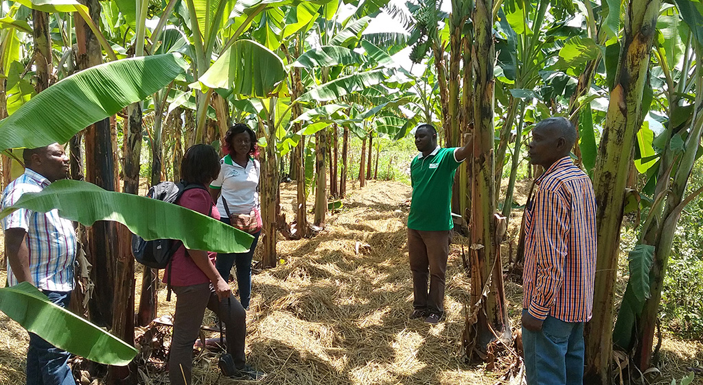 Vitamin A banana trial in Burundi, photo by Beatrice Ekesa