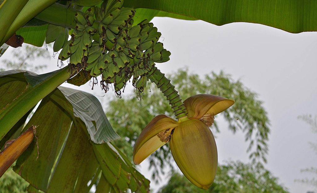 Wild Musa species, Colombia, photo by Miguel Dita