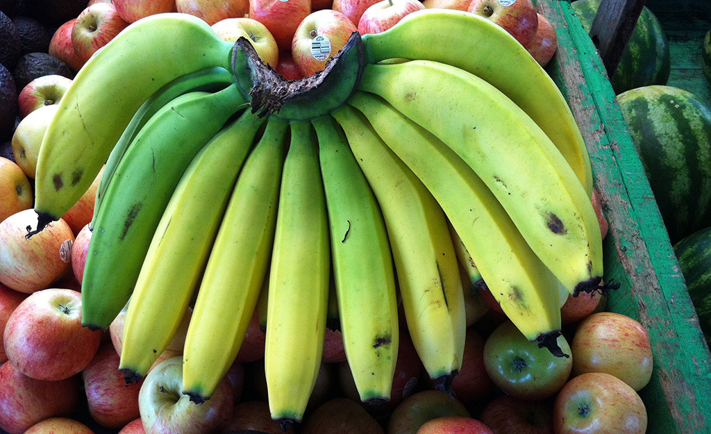 Gros Michel bananas, photo by Miguel Dita