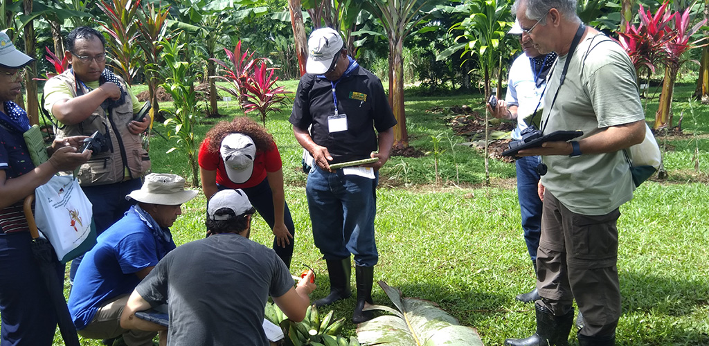 Field work at CORBANA (Costa Rica), photo by Rachel Chase