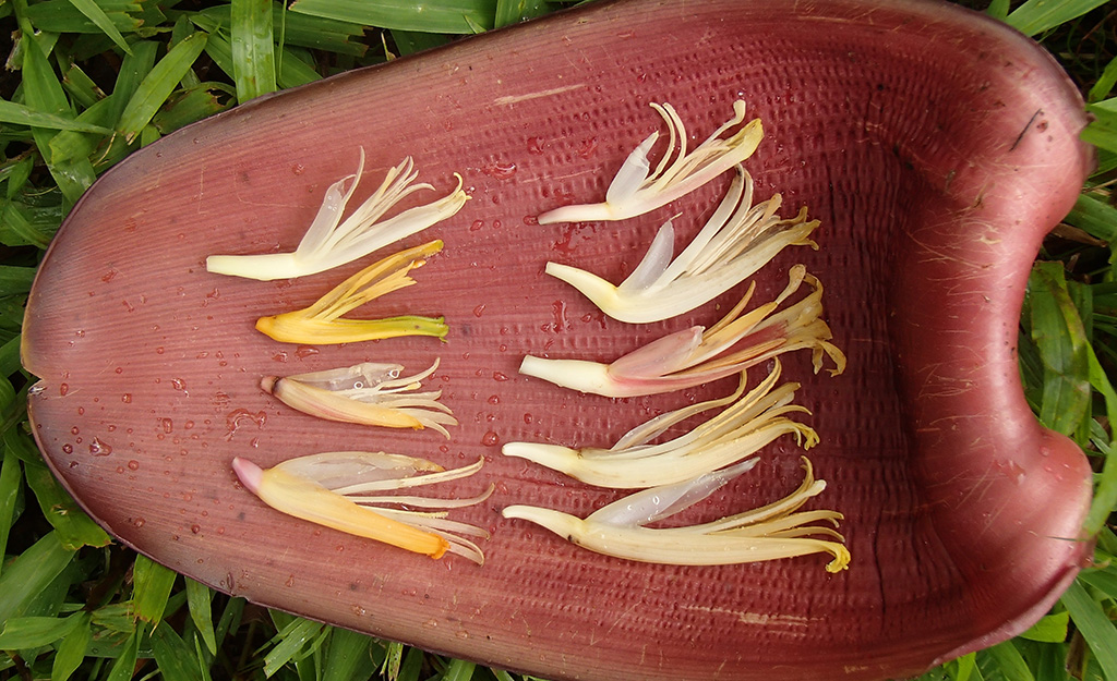 Male flowers, photo by Rachel Chase