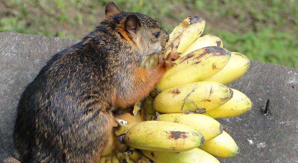 Ardilla comiendo banana (Squirrel eating banana), Costa Rica,  Miguel Dita