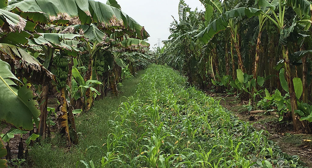 Banana intercropped with maize, Vietnam, photo by Sijun Zheng